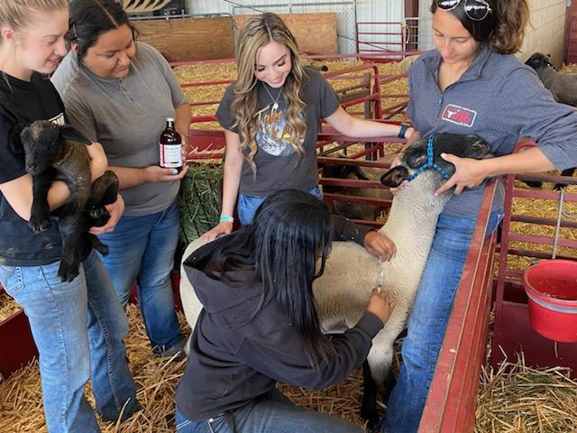 students carrying a goat